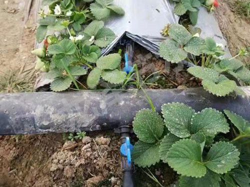 貼片式滴灌帶